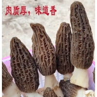 重慶2022年羊肚干貨云南特產(chǎn)特級(jí)野生新鮮菌菇菌類菇湯料包非